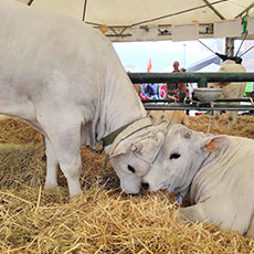 Mostra Nazionale Bovini Razza Chianina. Agriumbria Fiera Nazionale Agricoltura, Zootecnia, Alimentazione