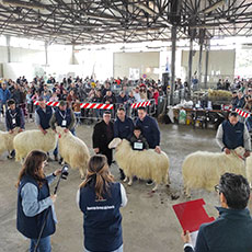 Concorso Nazionale ovini di razza Sarda. Agriumbria Fiera Nazionale Agricoltura, Zootecnia, Alimentazione