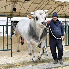 Toro in mostra. Agriumbria Fiera Nazionale Agricoltura, Zootecnia, Alimentazione