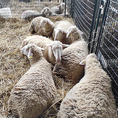 Esposizione di razze ovine e caprine. Agriumbria Fiera Nazionale Agricoltura, Zootecnia, Alimentazione