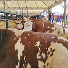 Razze bovine: Pezzata Rossa Italiana. Agriumbria Fiera Nazionale Agricoltura, Zootecnia, Alimentazione