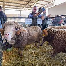 Montoni. Agriumbria Fiera Nazionale Agricoltura, Zootecnia, Alimentazione