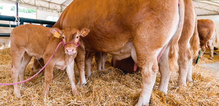 Agriumbria 2023 la fi(li)era è Servita. Polo Nazionale delle Carni