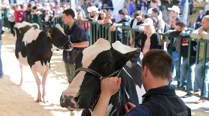 Agriumbria 2023 Zootecnia. Concorsi dedicati alle principali razze bovine da carne