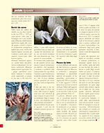 L'allevatore magazine - Sansa d’oliva denocciolata, perfetta per i ruminanti 
