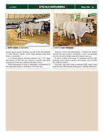 Terra e Vita - Speciale Agriumbria 2012 - Anabic un ruolo chiave nella selezione dei bovini