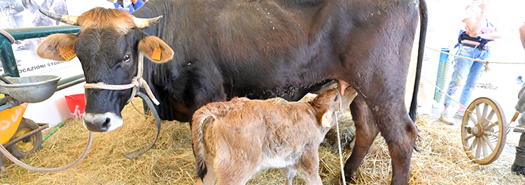 Agricoltura e Zootecnia, Agriumbria - Umbriafiere