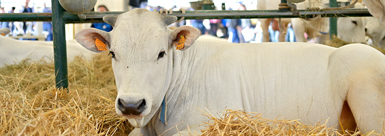 Esposizione chianina in Umbria Agriumbria Umbriafiere