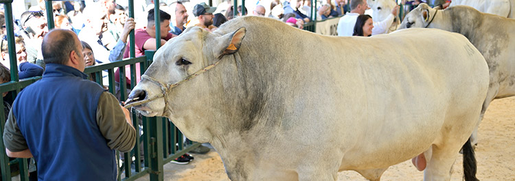 Sfilata razza chianina Agriumbria Umbriafiere