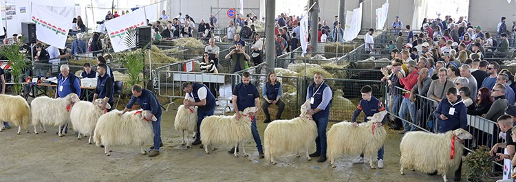 Mostre zootecniche ovini Agriumbria Umbriafiere