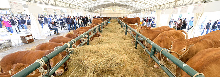 Mostra animali da cortile ovini Agriumbria Umbriafiere