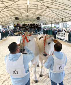 Gare, mostre, concorsi, convegni - Zootecnia Agriumbria