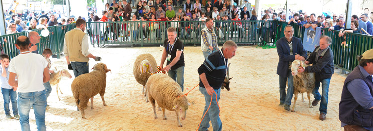 Agriumbria mostre zootecniche ovini