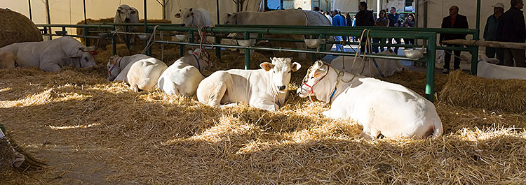 Conferenza stampa di presentazione di Agriumbria 2019 51esima edizione